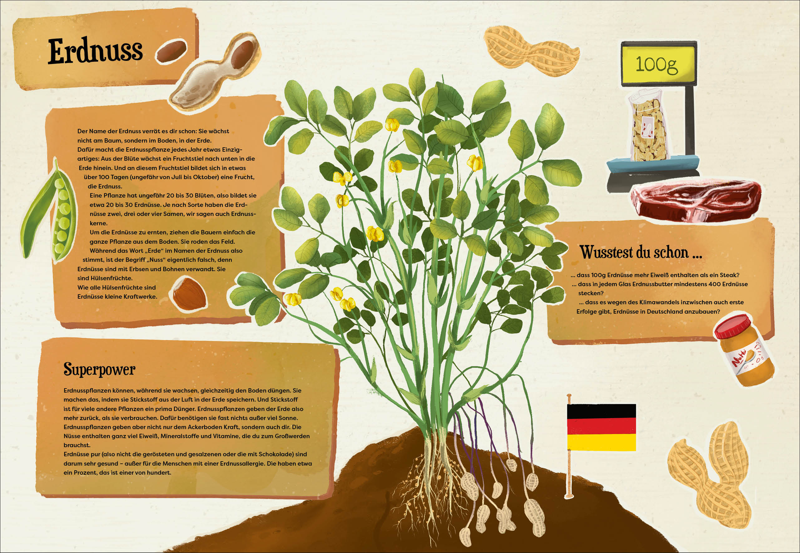 Weißt du, wo der Pfeffer wächst? – Erstaunliches Wissen von Ananas bis Zimt