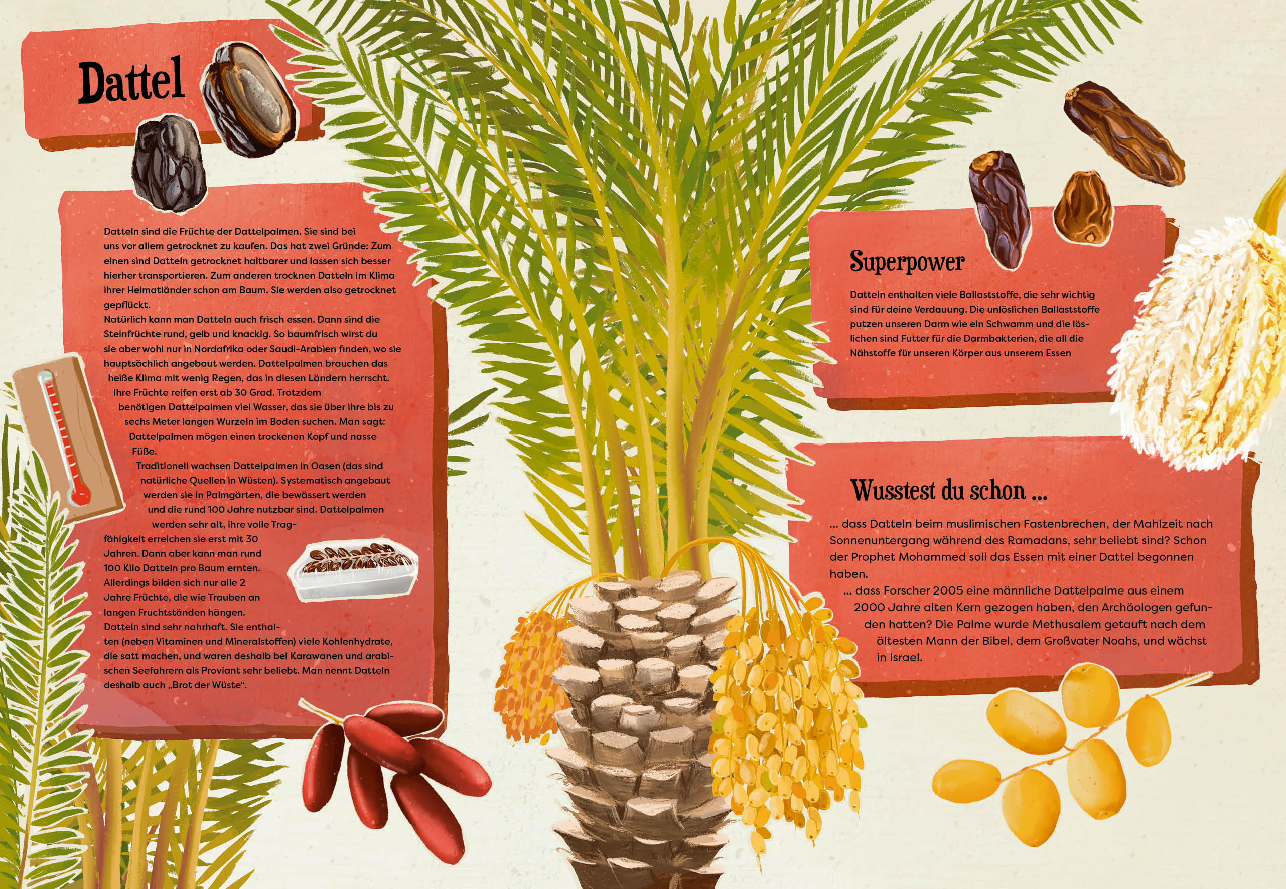 Weißt du, wo der Pfeffer wächst? – Erstaunliches Wissen von Ananas bis Zimt