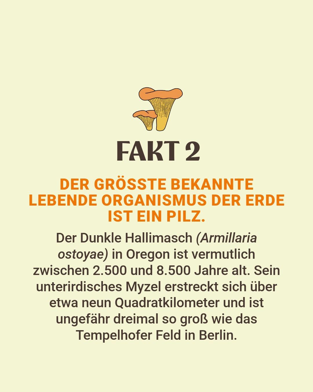 Fakten über Pilze aus dem Buch "Gibt's denn schon Pilze?"